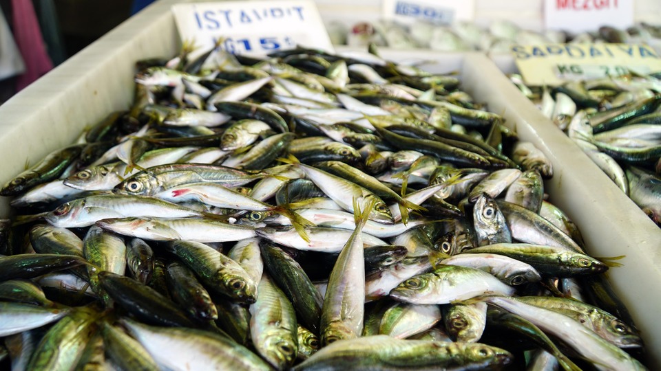 Tehlike çanları istavrit için de çalıyor!