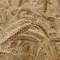 Uzmanlar uyarıyor: Glutensiz gıdalar düşünüldüğü kadar sağlıklı değil