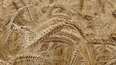 Uzmanlar uyarıyor: Glutensiz gıdalar düşünüldüğü kadar sağlıklı değil