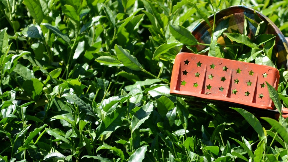 TSK, ÇAYKUR'dan 25 milyon liralık çay temin edecek