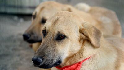 Sokak hayvanlarına işkenceye hapis cezası!