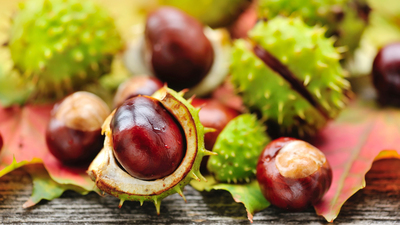 At kestanesi yağının faydaları