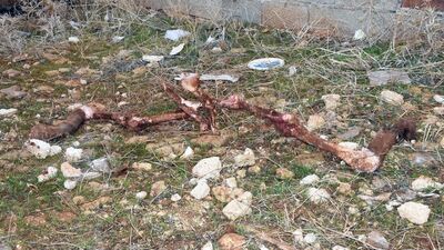 Kesik eşek kafası ve kemikleri bulundu!