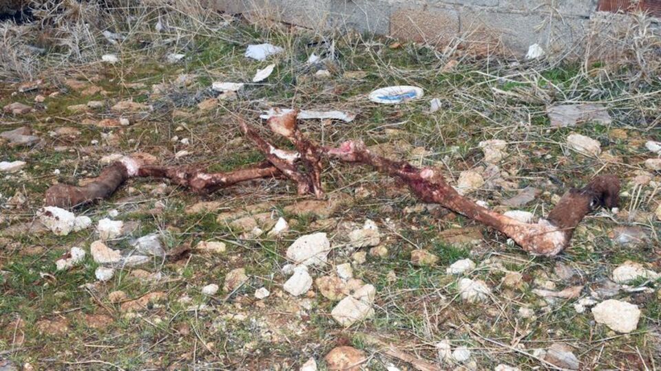 Kesik eşek kafası ve kemikleri bulundu!