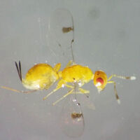 Uşak'ta yeni böcek türü bulundu