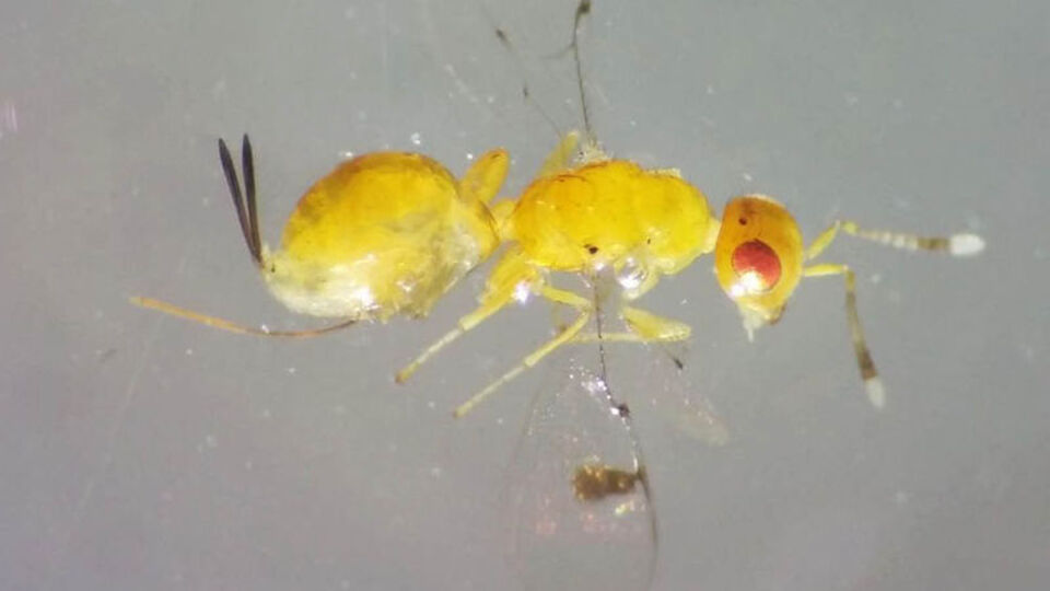 Uşak'ta yeni böcek türü bulundu