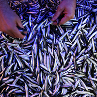 Hamside fiyatlar dengelendi