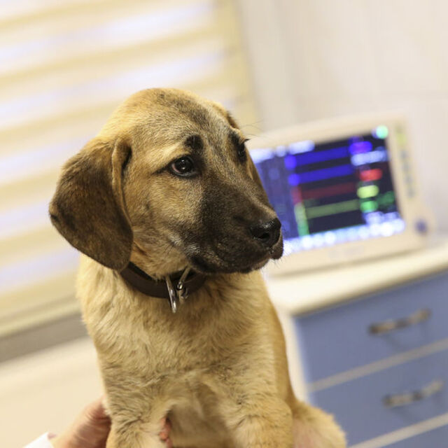 "Kuyu" köpeğin hikayesi beyazperdeye aktarılıyor