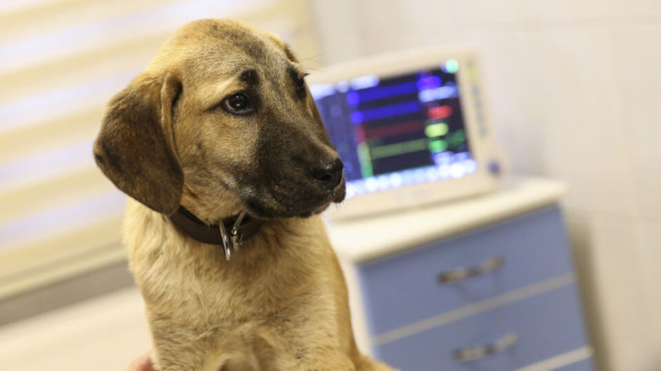 "Kuyu" köpeğin hikayesi beyazperdeye aktarılıyor