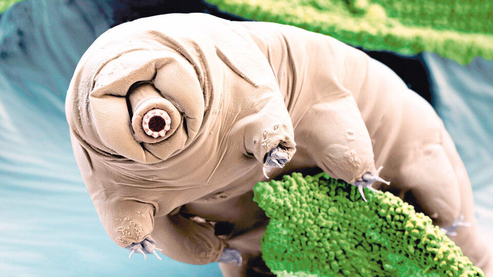 Hayata meydan okuyan su ayıları: TardIgrade