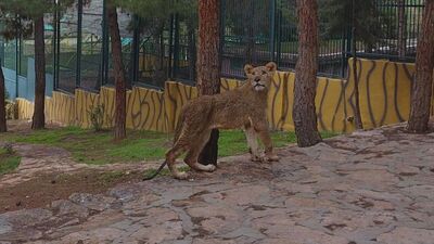 Cumhurbaşkanı Erdoğan'a hediye edilen aslanlar Gaziantep'te