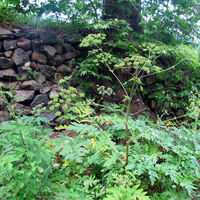 İlk kez 1862 yılında Hatay'da görülmüştü! Yeniden bulundu