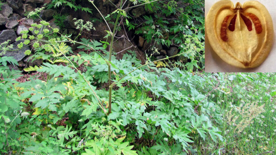 İlk kez 1862 yılında Hatay'da görülmüştü! Yeniden bulundu