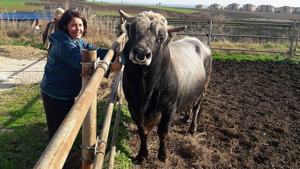 Türkiye'nin klonlanan ilk sığırları Tekirdağ'a getirildi
