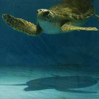 Madagaskar'da kaplumbağa etinden zehirlenen 8 çocuk hayatını kaybetti!