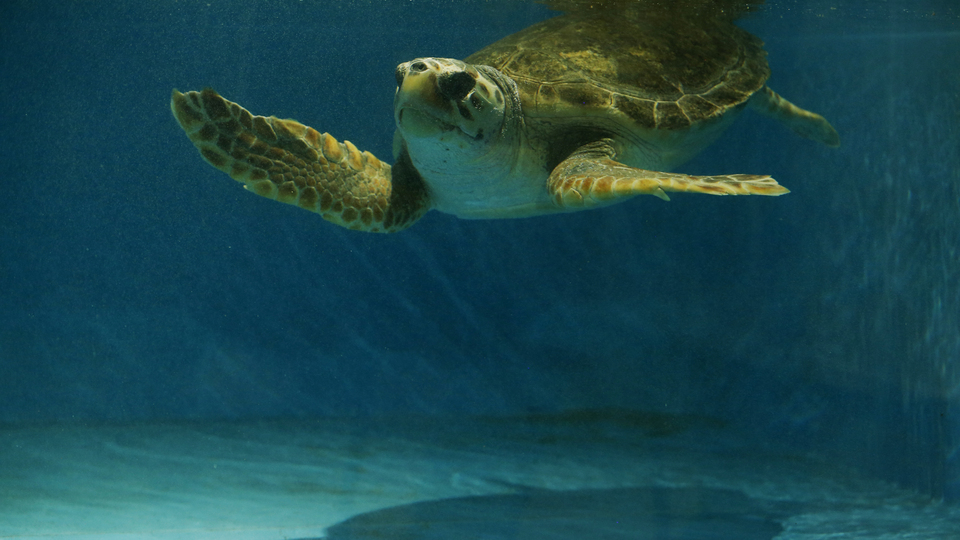 Madagaskar'da kaplumbağa etinden zehirlenen 8 çocuk hayatını kaybetti!