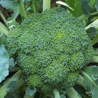 Bilim insanlarından brokoliyi sevdirecek açıklama!