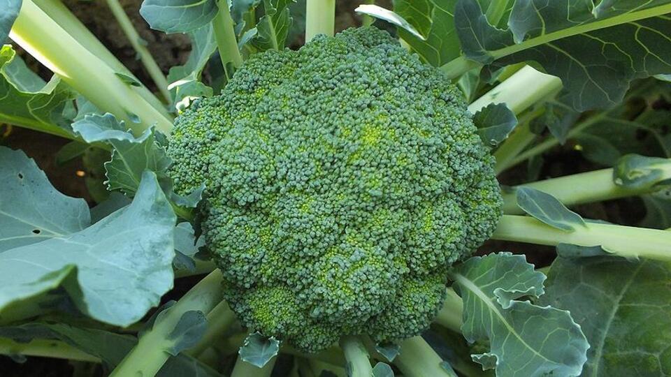 Bilim insanlarından brokoliyi sevdirecek açıklama!