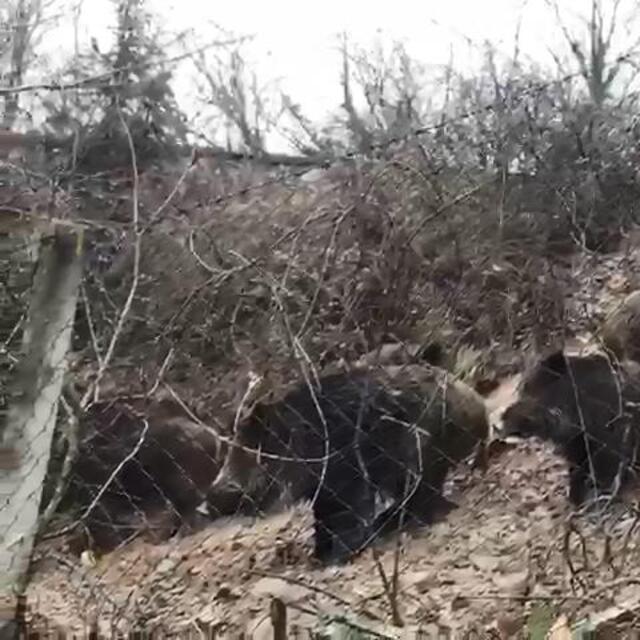 Yer: İstanbul... Aç kalınca şehre indiler!