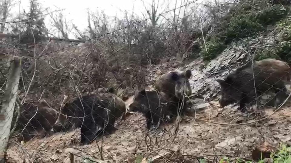 Yer: İstanbul... Aç kalınca şehre indiler!