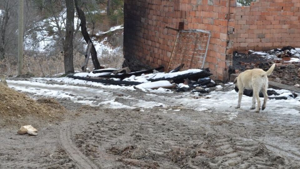 Katliamı anlatmış! "Çoban köpekleri cesetlerin yerini biliyordu, bu yüzden..."