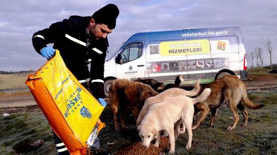 İBB, sokak hayvanlarına 199 noktada beslenme desteği veriyor