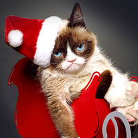 "Huysuz Kedi" sahibine 710 bin dolar kazandırdı!