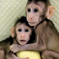 Çinli bilim insanları maymun klonladı