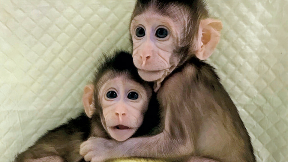 Çinli bilim insanları maymun klonladı