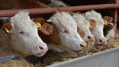 43 milyon TL'lik hayvan vurgunu