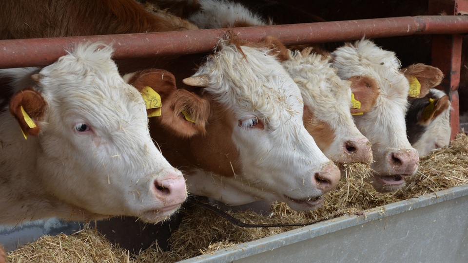 43 milyon TL'lik hayvan vurgunu