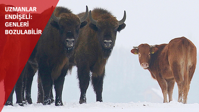 İnek, bizona kaçtı!