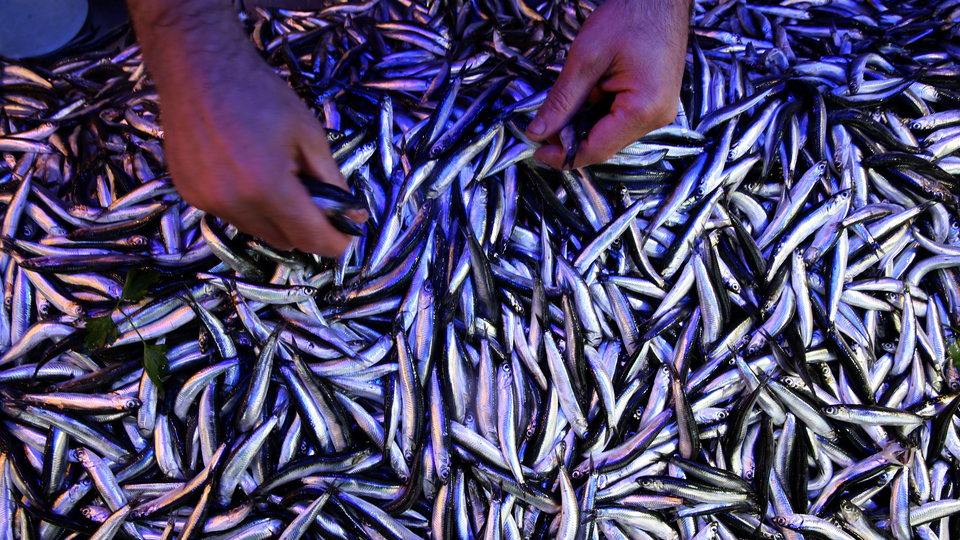 Geçen yıl 9 milyon dolar kazandırdı, bu yıl bulunamıyor