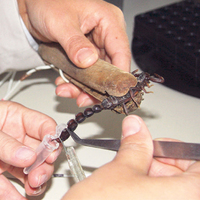 Tıp için 500 akreple yaşıyorlar