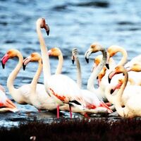 Flamingo sayısı 6 bine çıktı