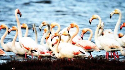 Flamingo sayısı 6 bine çıktı