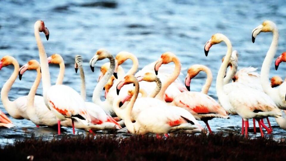 Flamingo sayısı 6 bine çıktı