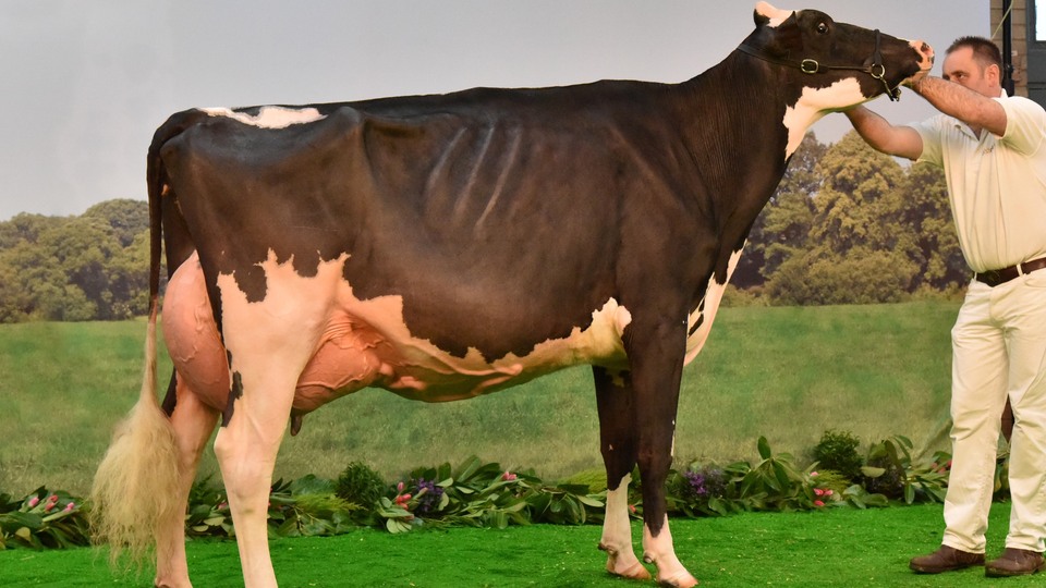 Bill Gates'ten süper inek için 40 milyon dolar!