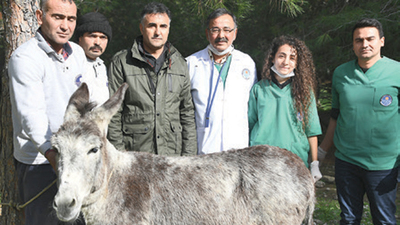 Eşeğe kapalı ameliyat!