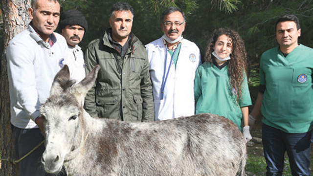 Eşeğe kapalı ameliyat!