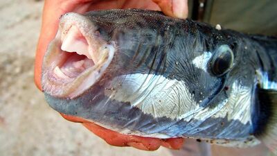 Siyanürden 50 kat daha zehirli! Bodrum'da büyük tedirginlik