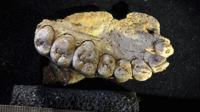 Afrika dışında bilinen en eski modern insan fosili keşfedildi