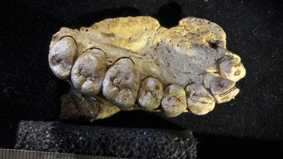 Afrika dışında bilinen en eski modern insan fosili keşfedildi