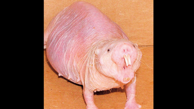 Kansere karşı zırhlı ve yaşlanmıyor