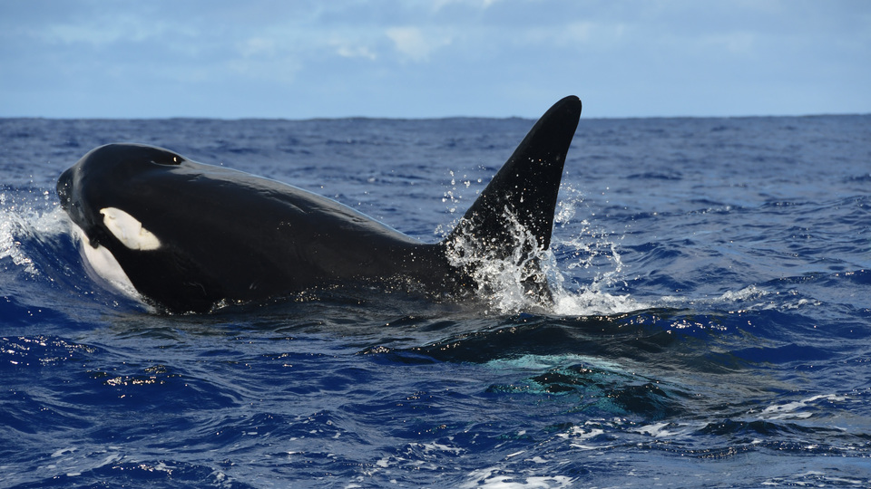 İnanamayacaksınız: Katil balina konuşmayı öğrendi!