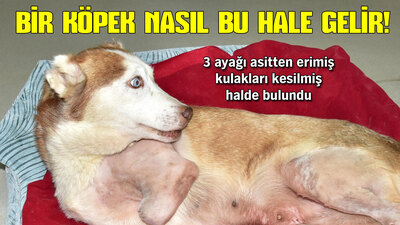 Bir köpek nasıl bu hale gelir?