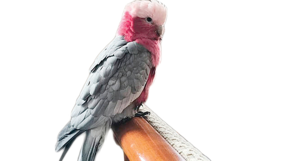 2 bin 300 kilometre uzakta bulundu!