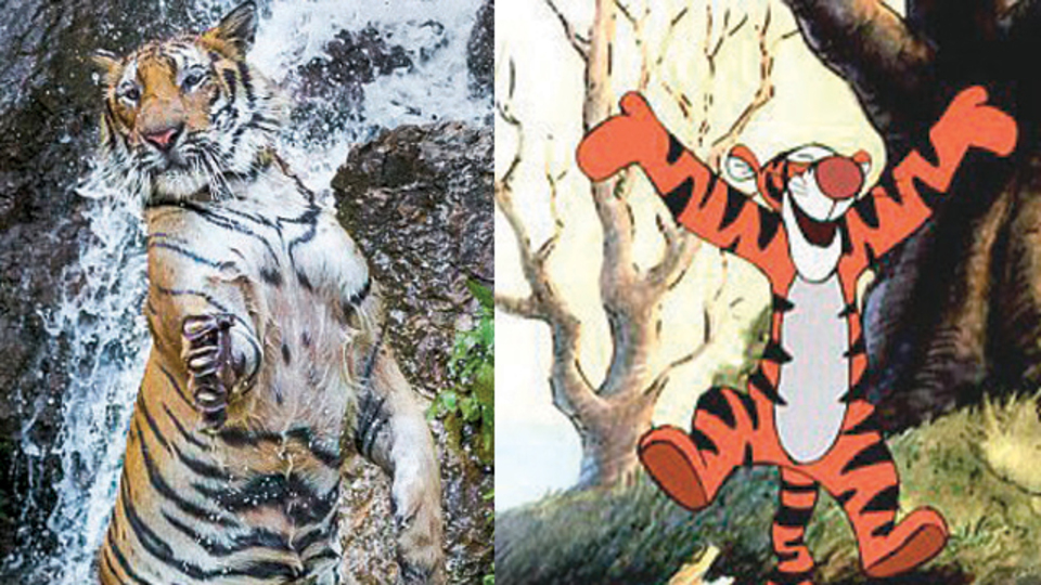 "Gerçek hayattaki Tigger"
