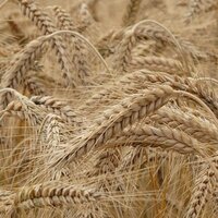 Sağlıklı kişilerde glutensiz beslenme doğru mu, yanlış mı?