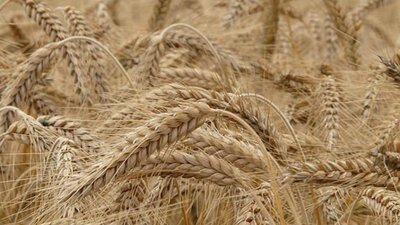 Sağlıklı kişilerde glutensiz beslenme doğru mu, yanlış mı?